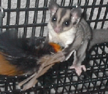 Kuria with Toy 2