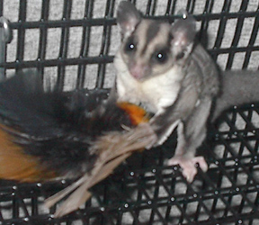 Kuria with Toy 2