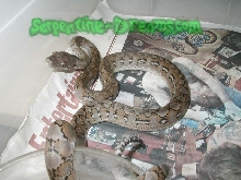 Jampeababy2