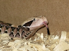 bitis gabonica