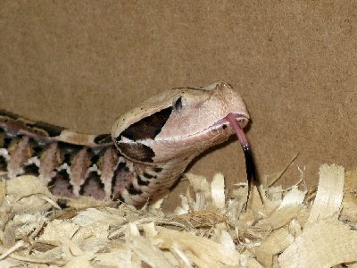 bitis gabonica