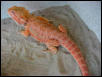 One of My STUD males!
