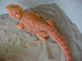 One of My STUD males!