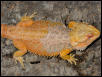Red/Orange male