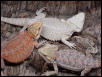 Luecistic and red juvies