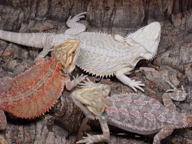 Luecistic and red juvies