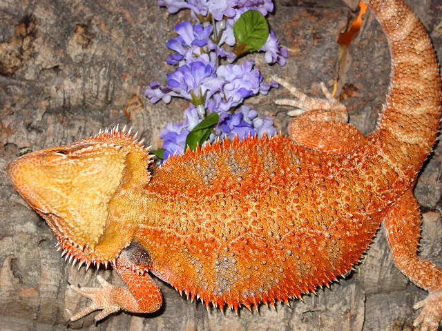 One of my Breeder females