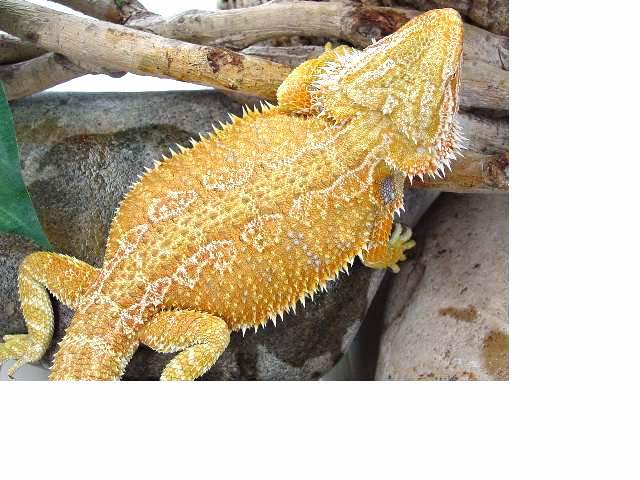**ORANGE**