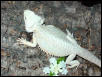 Whiter than white!