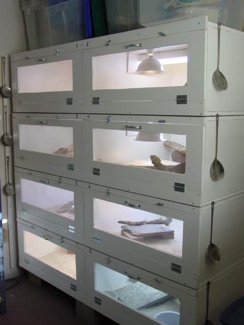 Dragon Rack
