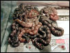 Salmon hypo boas born on 6/2003
