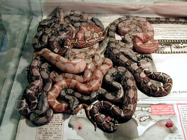 Salmon hypo boas born on 6/2003