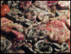 Salmons after birth (2002)