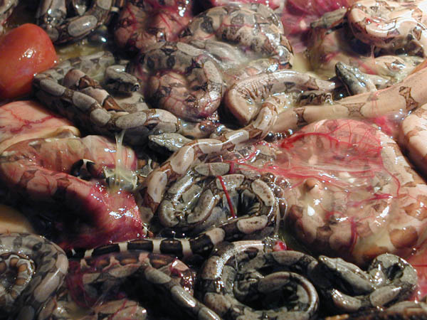 Salmons after birth (2002)
