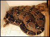 Ovulating female (2003)