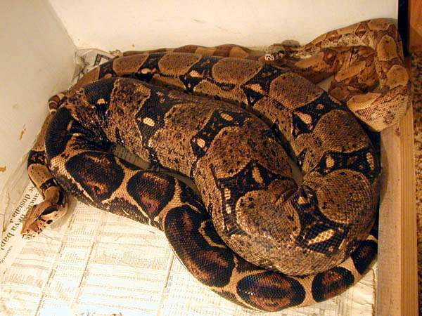 Ovulating female (2003)