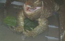 Brutus Smile