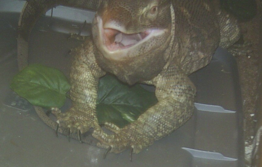 Brutus Smile