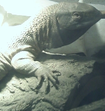 Albig Juvie "Brutus"