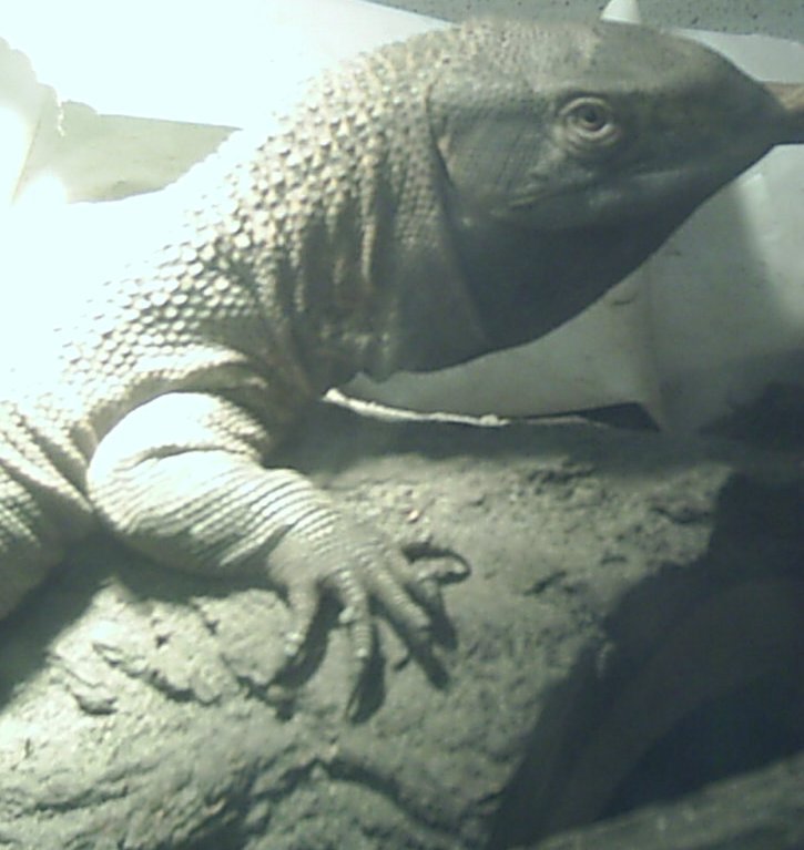 Albig Juvie "Brutus"