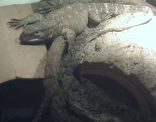 Brutus3/15/08