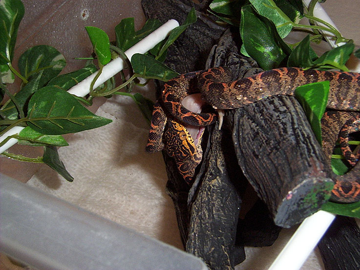 5 month old ATB feedomg