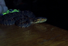 Amazon Tree boa