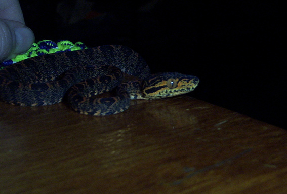 Amazon Tree boa