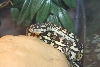 carpet Python