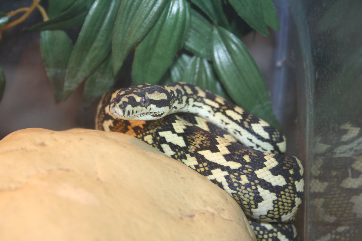 carpet Python