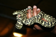 carpet Python