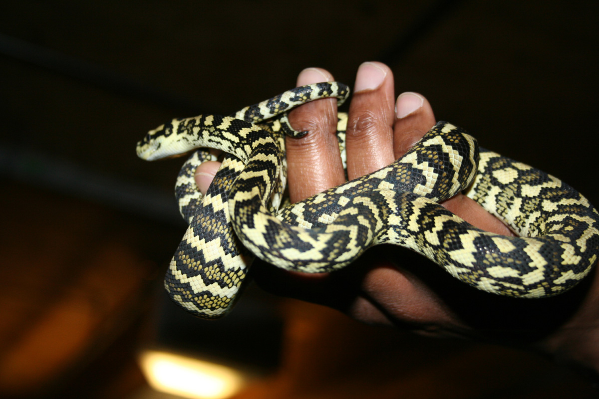 carpet Python
