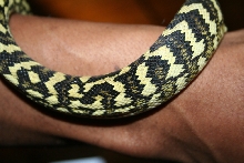 carpet python