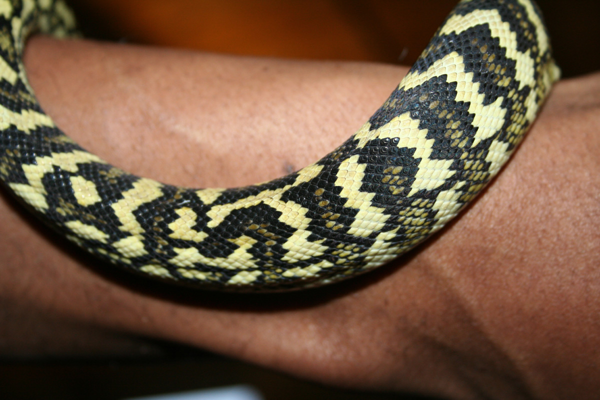 carpet python