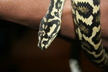 carpet python