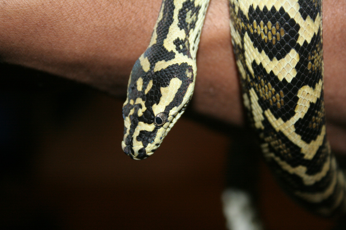 carpet python
