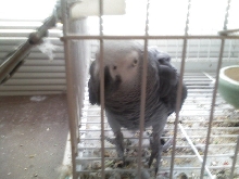 African Gray Parrot