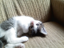Marley