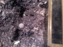 Trapdoor spider