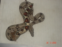 guyana redtail