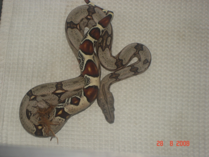 guyana redtail