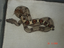 guyana redtail