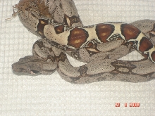 guyana redtail