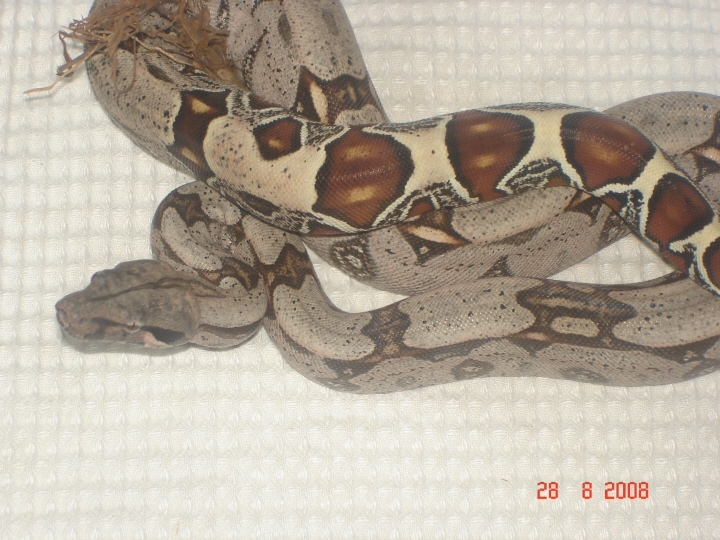 guyana redtail
