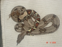 guyana redtail