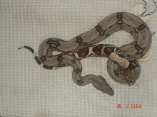 guyana redtail