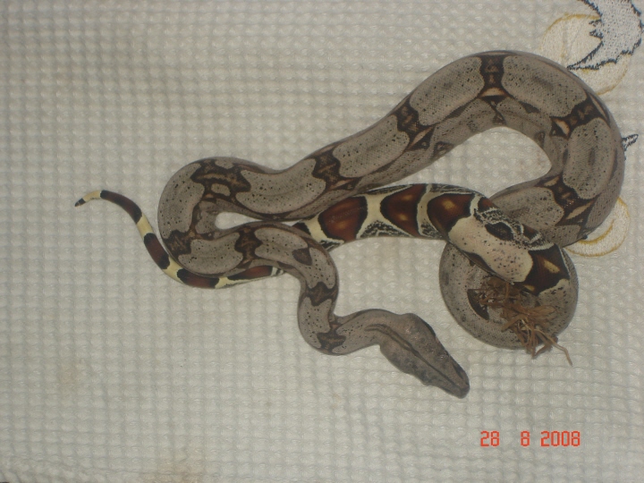 guyana redtail