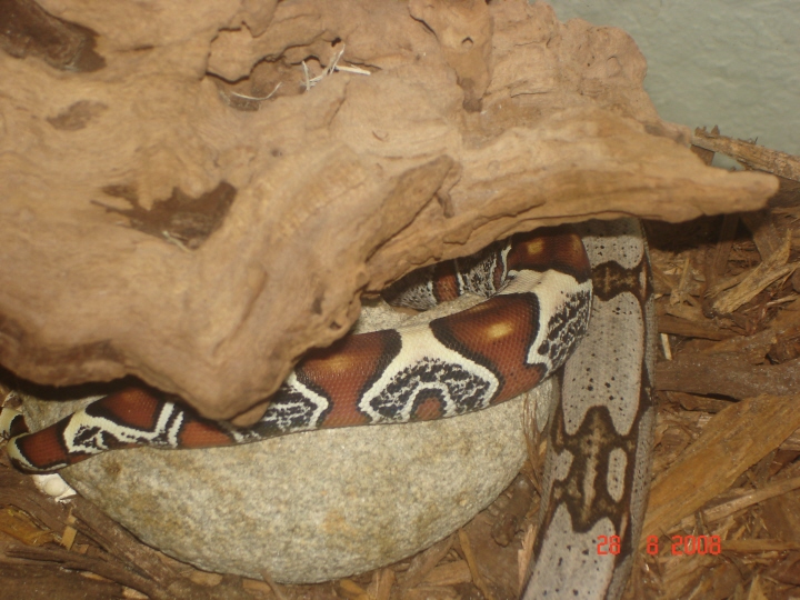 guyana redtail