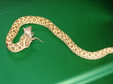 female hogg 14 in