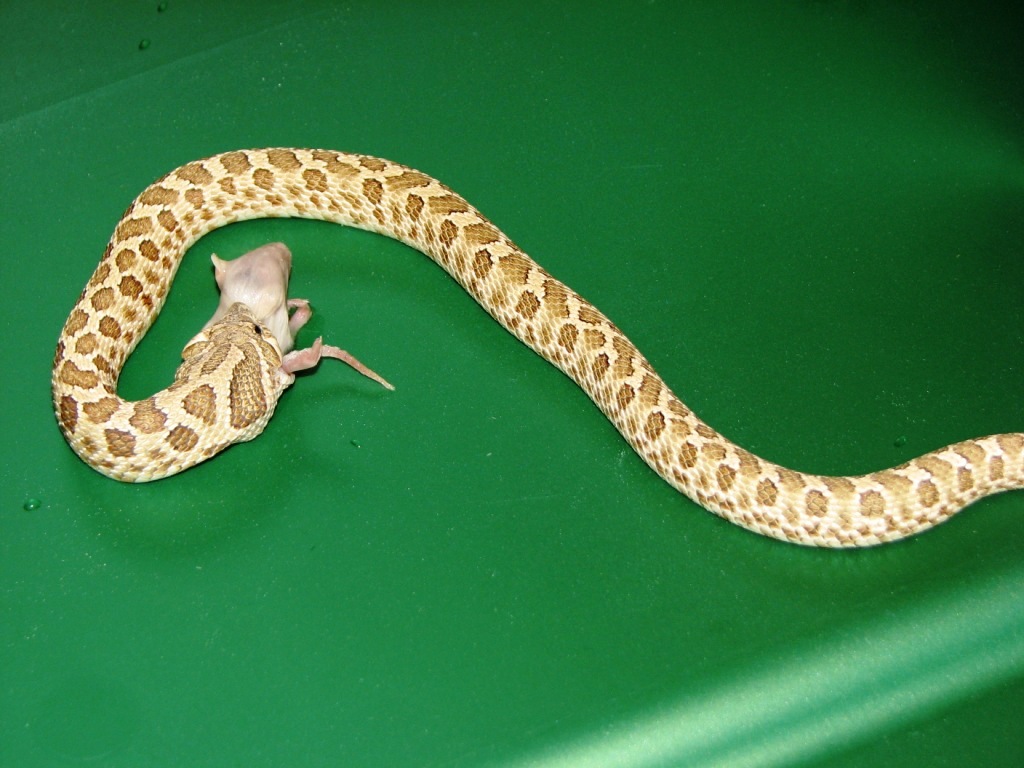 female hogg 14 in